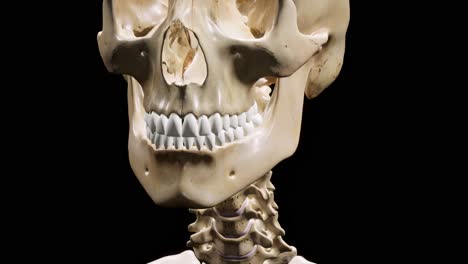 detailed human skeleton. 3d animation.