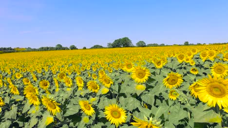 fliegen über sonnenblumenfeld 1