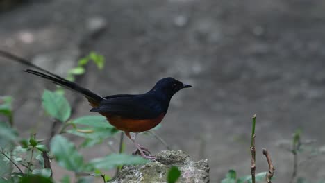 seen from its back then faces to the right as if eating something, white-rumped shama copsychus malabaricus, thailand