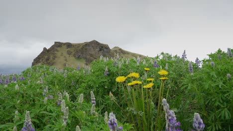 icelandic lupine and dandelion flowers gently moving in the breeze with a rocky hill in the distance