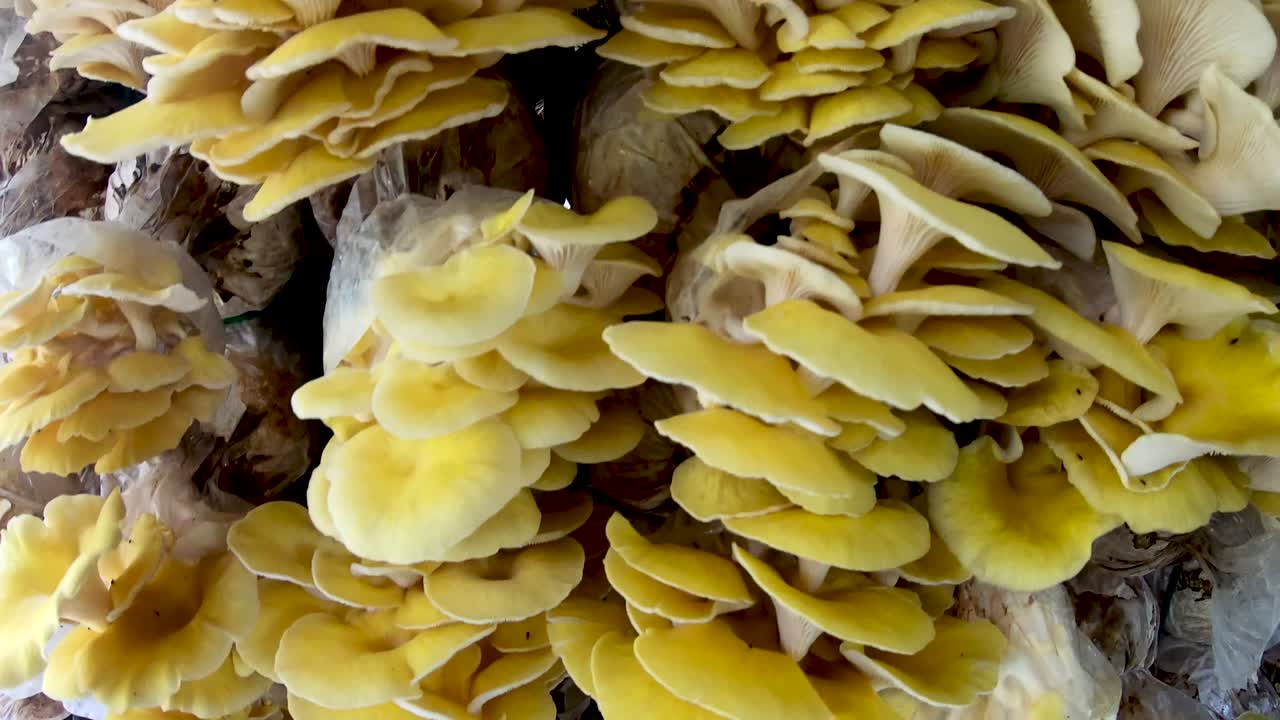 fondo del movimiento de la pared de la granja de hongos