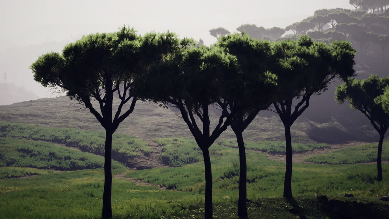 Lush green landscape with silhouette trees under a soft morning light