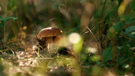 sunbeam forest mushroom growing in light autumn macro view grass. fall mood.