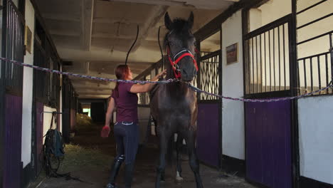 woman grooming a horse in a stable