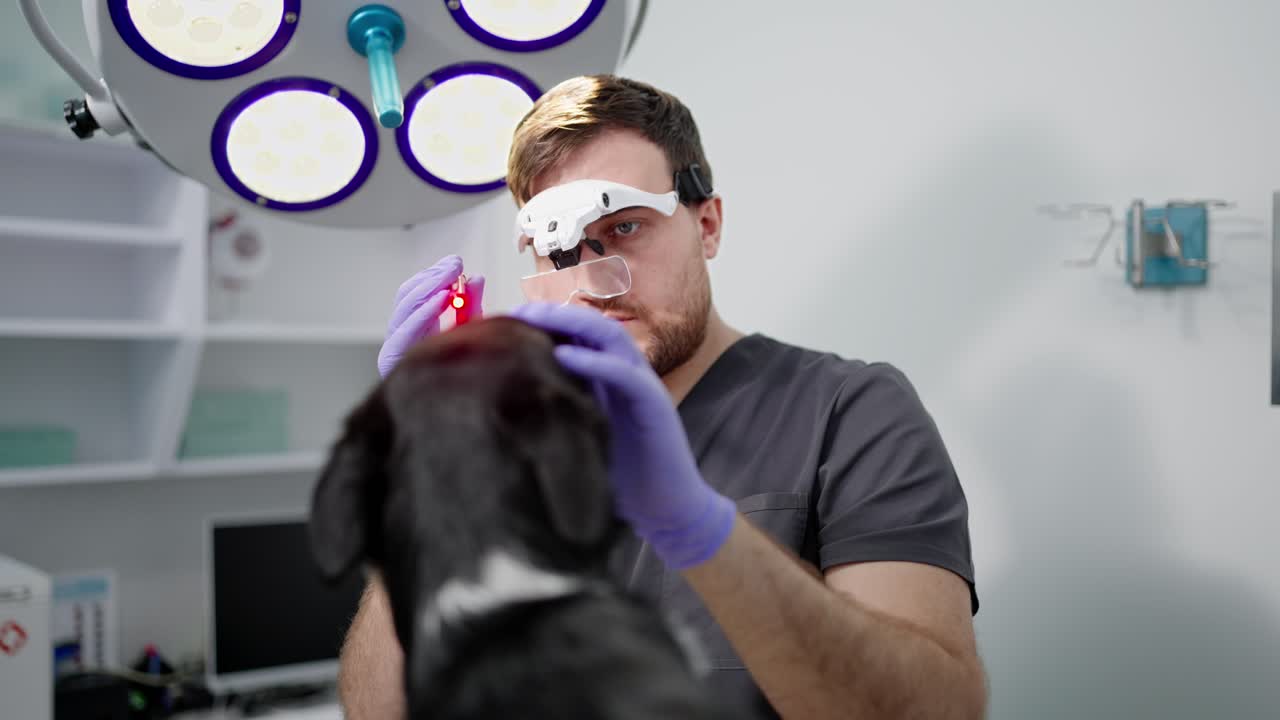 Male veterinarian uses a laser pointer and special glasses to examine the eye of a black dog in a veterinary clinic during a routine examination