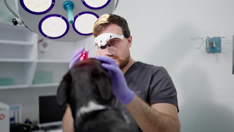 Male-veterinarian-uses-a-laser-pointer-and-special-glasses-to-examine-the-eye-of-a-black-dog-in-a-veterinary-clinic-during-a-routine-examination