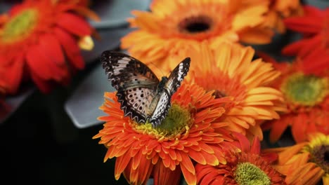 cethosia butterfly amongst gerbera daisy flowers close up