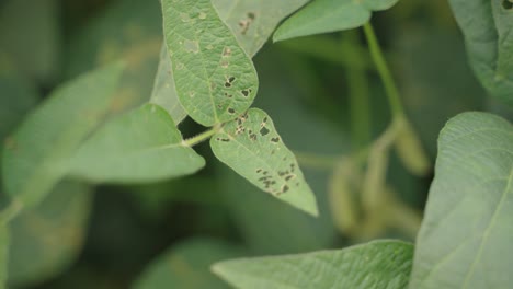 closeup shot of minute holes on soybean leaves