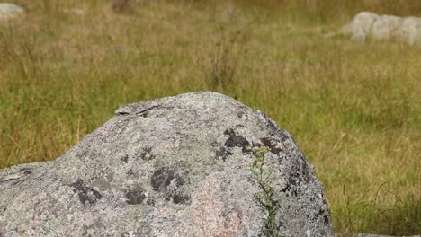 a large rock remains unchanged in a field.