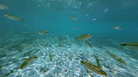 Eine-Wunderschöne-Unterwasserszene-Aus-Kristallklarem-Türkis