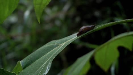 Nahaufnahme-Einer-Schnecke-Auf-Einem-Grünen-Blatt,-Die-Sich-Im-Wind-Im-Wald-Bewegt