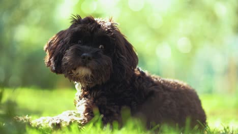 a little baby puppy dog is sitting and playing in a sunny garden with green grass and trees