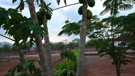 makushu village home garden papaya trees from the ground up in a tribal village in south africa