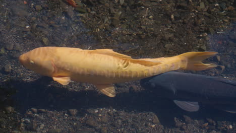 Varios-Peces-Koi-Nadando-En-Agua-Clara-De-Estanque-En-Tokio,-Japón---Cámara-Lenta