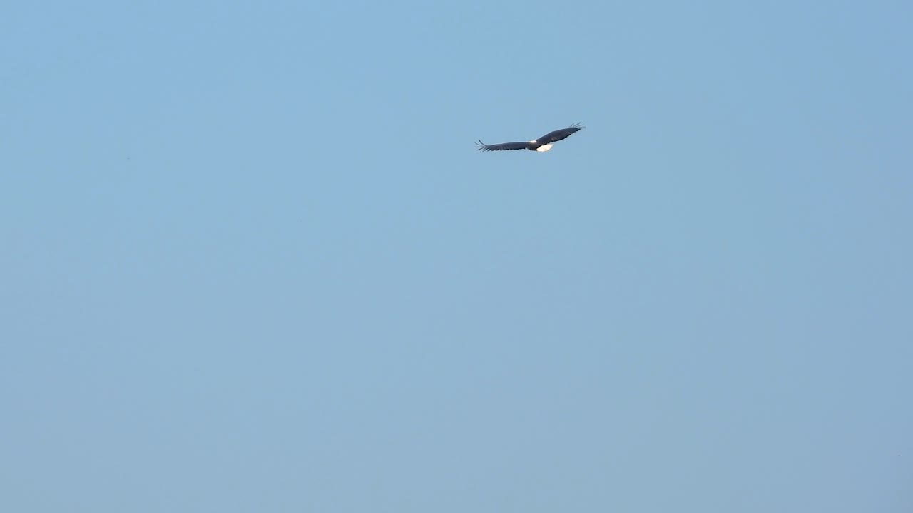 Majestic eagle bird flying high in blue sky, follow view