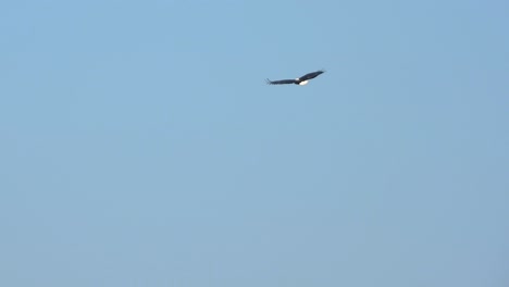 majestic eagle bird flying high in blue sky, follow view