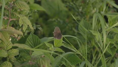Hand-held-shot-of-a-brown-butterfly-resting-on-a-leaf-blowing-in-the-wind