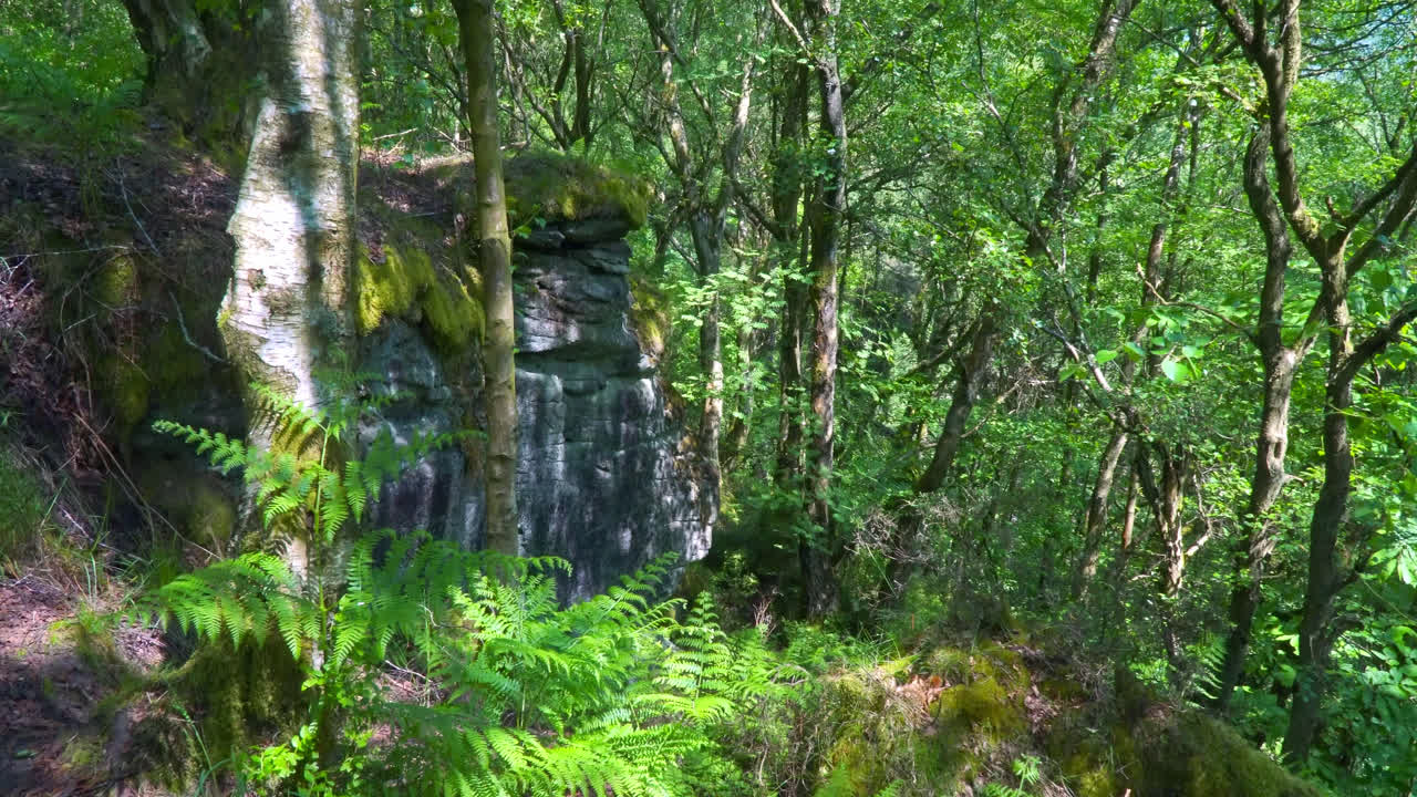 바위 모양, 숲 속의 절벽 가장자리, 나무와 여름  ⁇ 빛의 숲 풍경