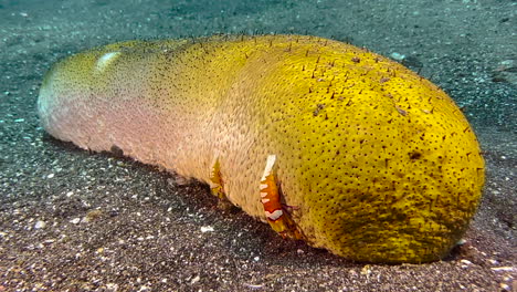 brown sandfish sea cucumber being host to two emperor shrimps