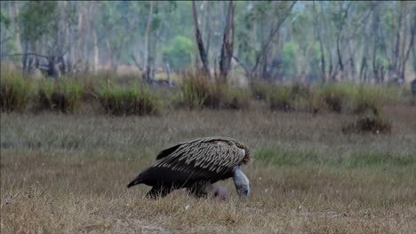 喜马拉雅高原 (himalayan gryphon vulture) 濒临灭绝,由于食物来源和<unk>息地丧失,