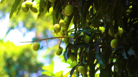 Mango tree with ripening fruits hanging from shaded branches in Rajshahi, Bangladesh