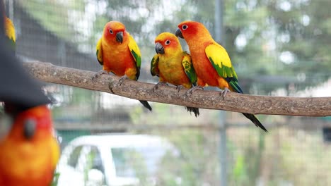 colorful birds interacting on a branch