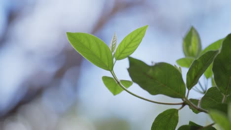 Junge-Blätter-Wachsen-Im-Frühling.-Nahaufnahme,-Selektiver-Fokus