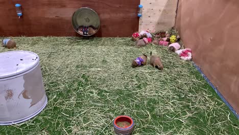 prairie dogs with clothes eating a fresh green grass and playing with spinning wheel at the pet expo thailand 2020 in bangkok