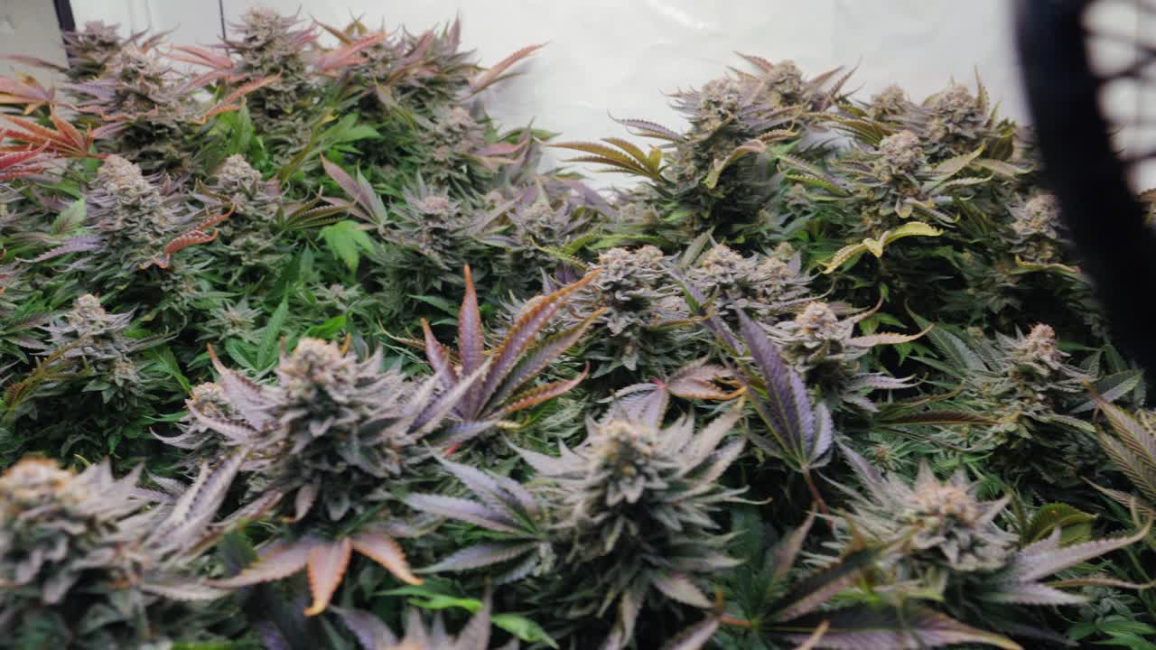 꽃이 피는 단계에서 자라는 텐트에서 자라는 대마초 식물의 슬로우 모션 샷