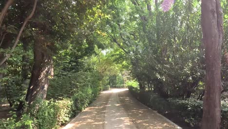 peaceful walkway through a lush green park