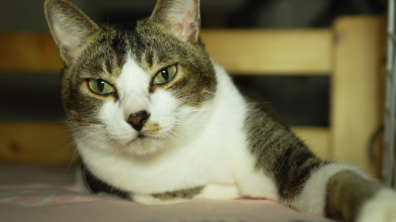 고양이는 침대에 누워 편안한 시간을 즐깁니다.