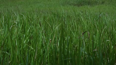 a perennial grass native to tropical and subtropical asia and also introduced to several countries