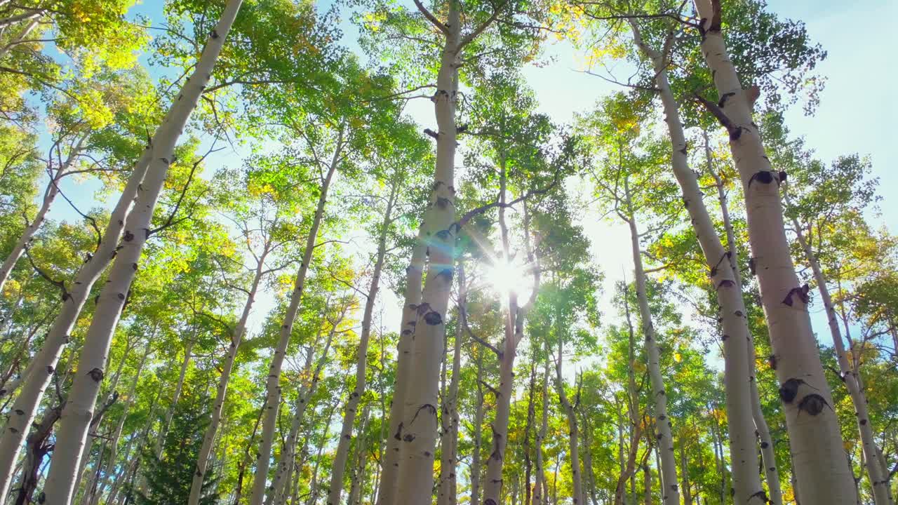 Quaking Aspens morning sunrise sun flare rays Mount Shavano trailhead Colorado trail San Isabel White River National Forest fall autumn foliage leaf peeping Kebler Pass Vail Telluride upwards