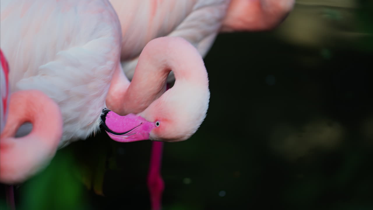 Close up of beautiful, pink flamingos standing in water at a zoo