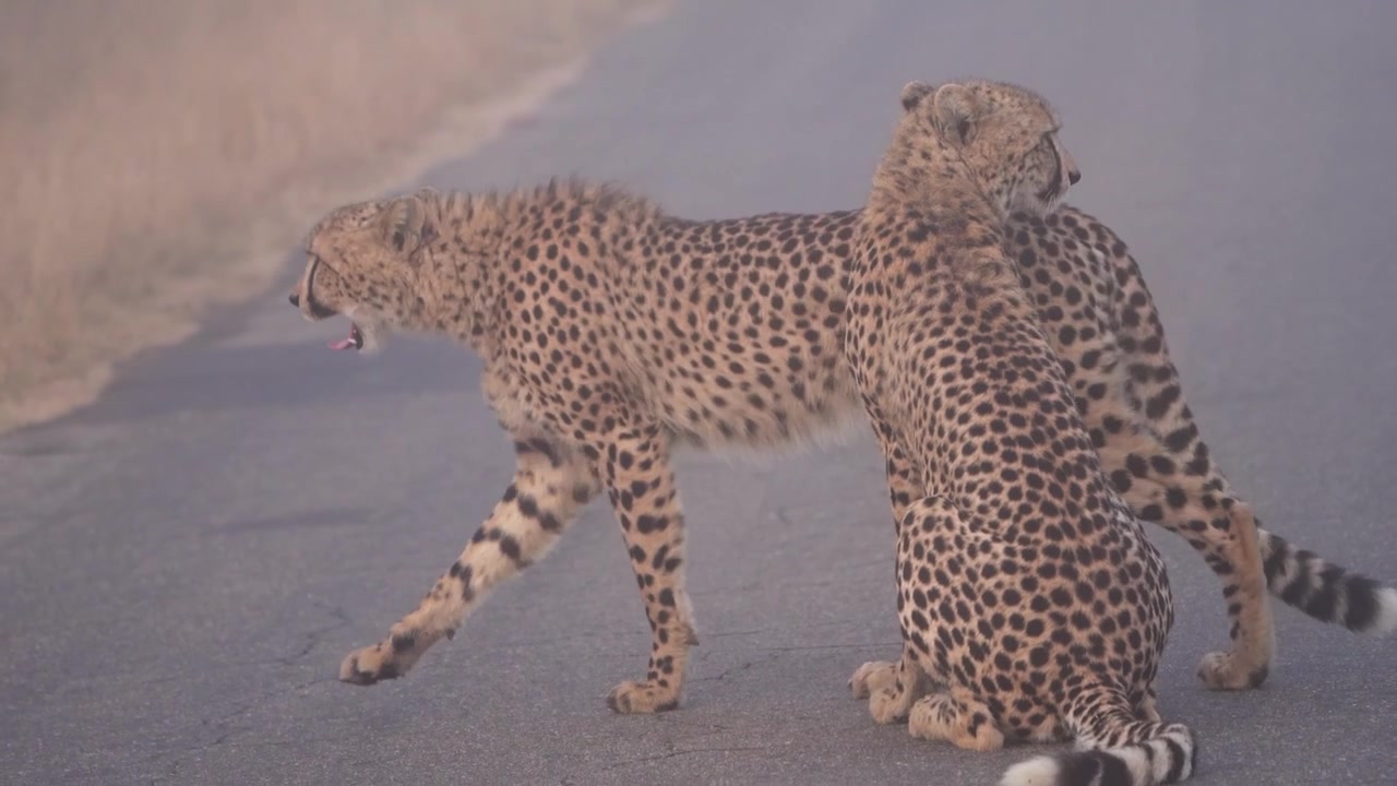 Two cheetah brothers walking in the tar road on a foggy morning in Kruger National Park.
