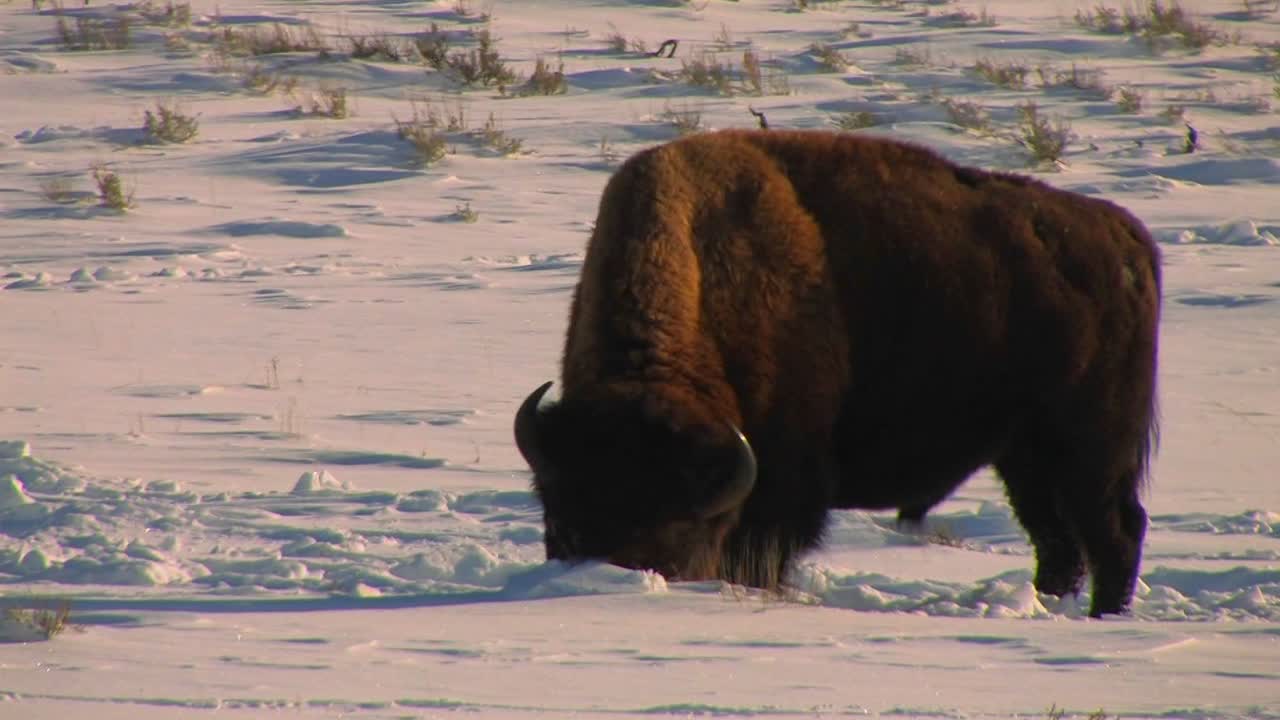un búfalo pasta en la nieve en el parque nacional de yellowstone