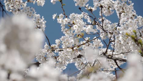 2018 cherry blossoms at peak bloom.