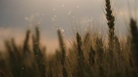 flies and wheat in the warm light closeup