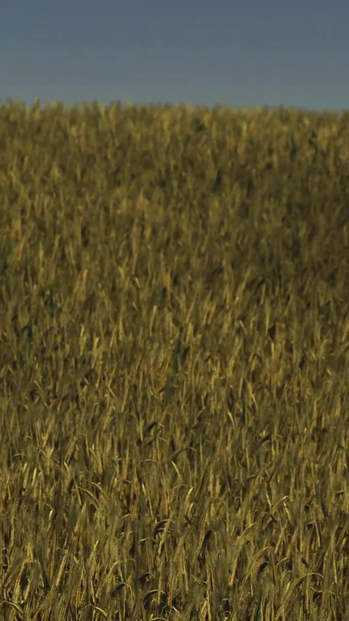 Campo di grano sotto un cielo azzurro con la luce del sole che splende sui chicchi dorati.