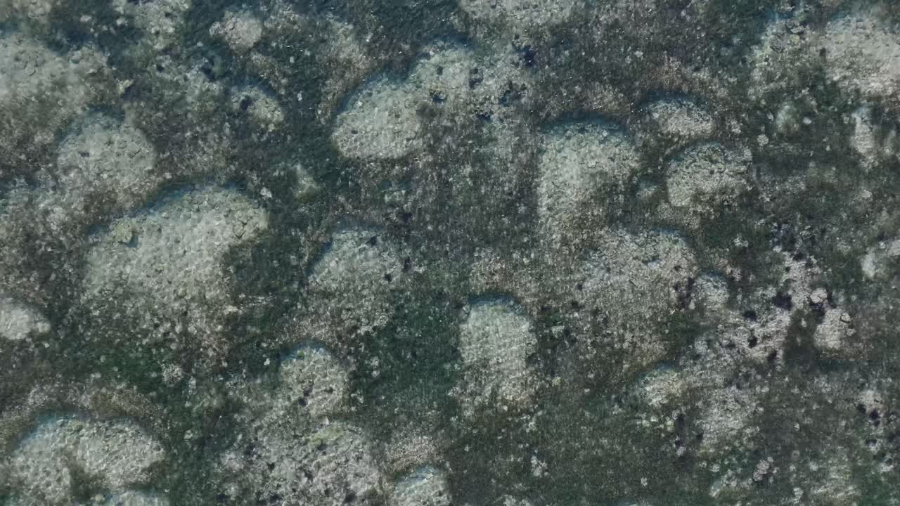 drone de arriba hacia abajo descendiendo por encima del patrón de arrecife de coral verde en uluwatu bali indonesia