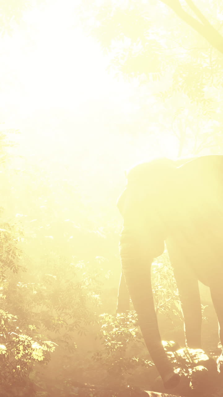해가 뜨면 숲 속 의 코끼리