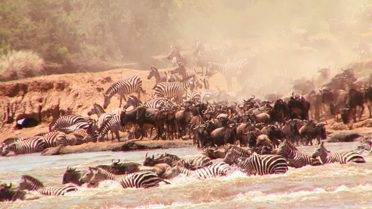 영양은 아프리카 1에서 이주하는 동안 강을 건너
