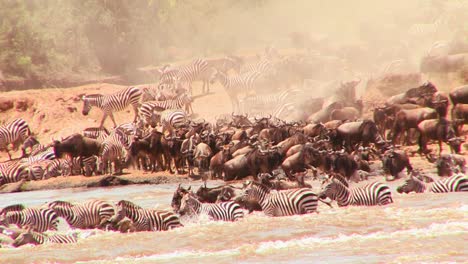 wildebeest cross a river during a migration in africa 1