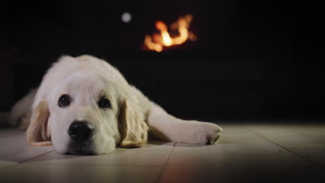 golden retriever dozing on the floor in front of a burning fireplace