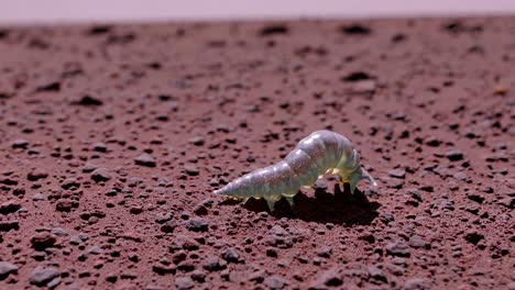 alien worm on mars-like planet