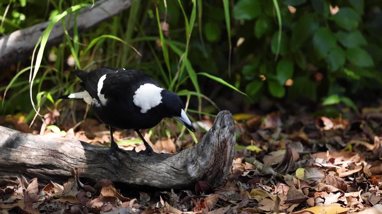 새 는 쓰러진 잎 들 사이 에 있는 나무 줄기 와 상호 작용 한다