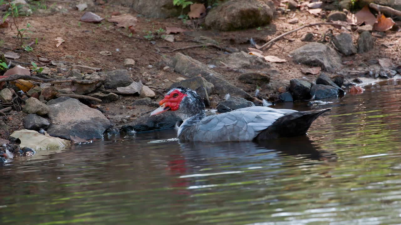 un pato real en el agua