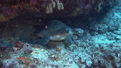 green sea turtle moving out