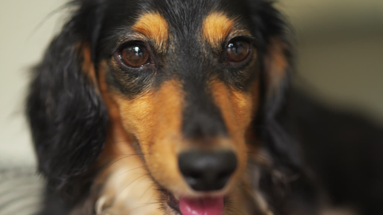 작은 dachshund 소시지 개가 방을 둘러보면서 심하게 숨을 쉬고 있습니다.