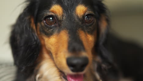 small dachshund sausage dog panting heavily as it looks around the room